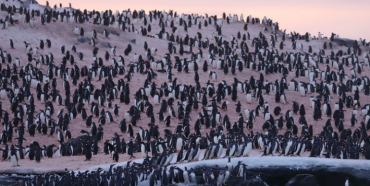 Тисячі пінгвінів зібралися неподалік української полярної станції (ФОТО)